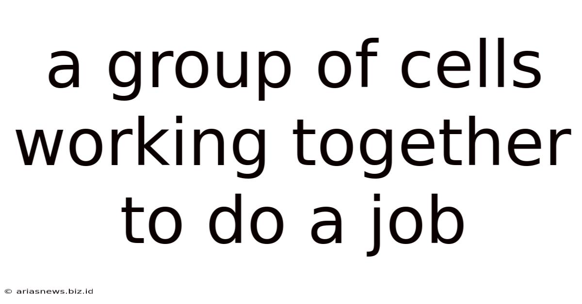 A Group Of Cells Working Together To Do A Job