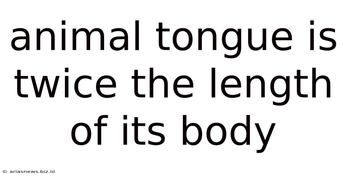 Animal Tongue Is Twice The Length Of Its Body