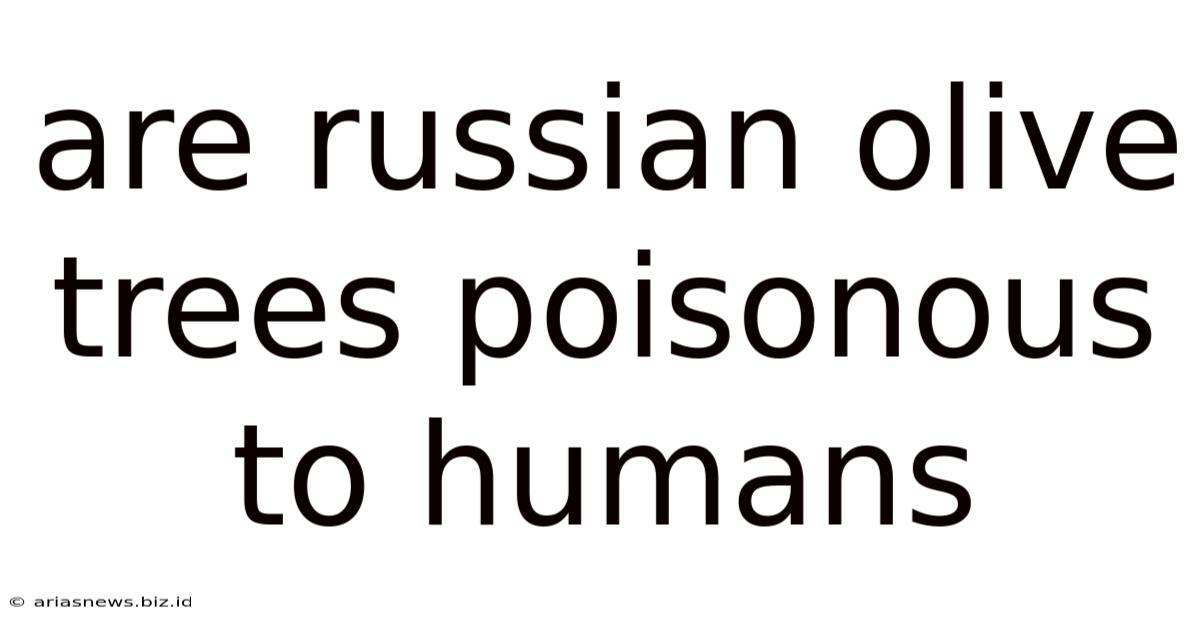 Are Russian Olive Trees Poisonous To Humans