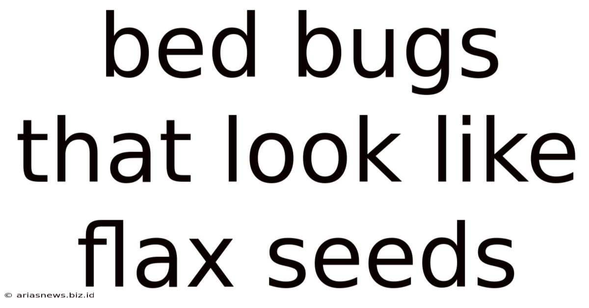 Bed Bugs That Look Like Flax Seeds
