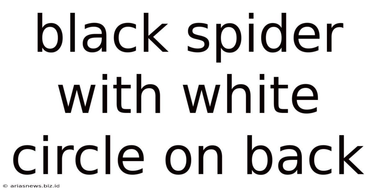 Black Spider With White Circle On Back