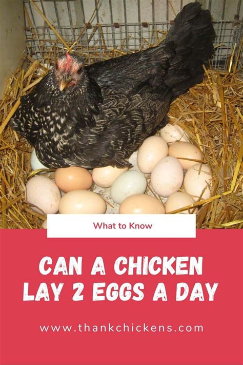 Can A Chicken Lay 2 Eggs A Day