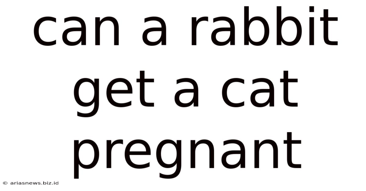Can A Rabbit Get A Cat Pregnant