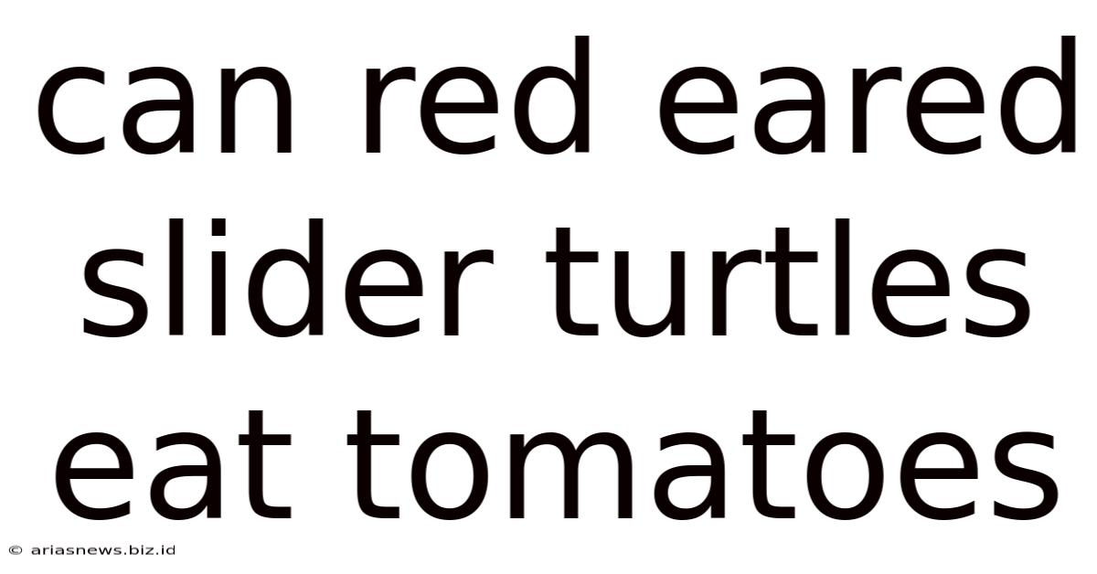 Can Red Eared Slider Turtles Eat Tomatoes