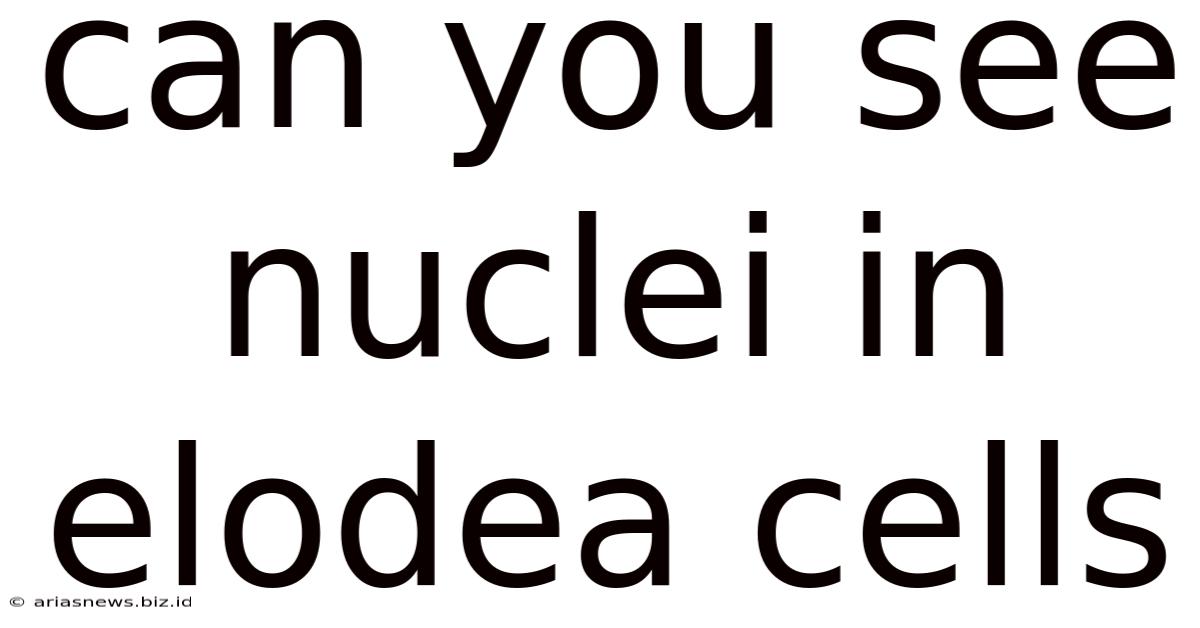 Can You See Nuclei In Elodea Cells