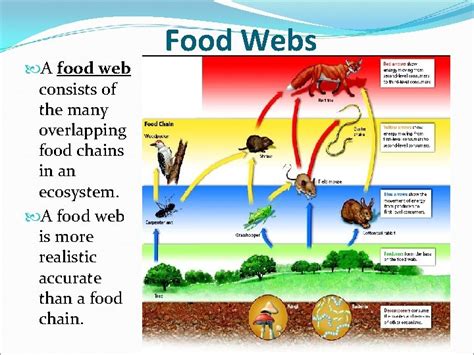 Consists Of Many Overlapping Food Chains In An Ecosystem.