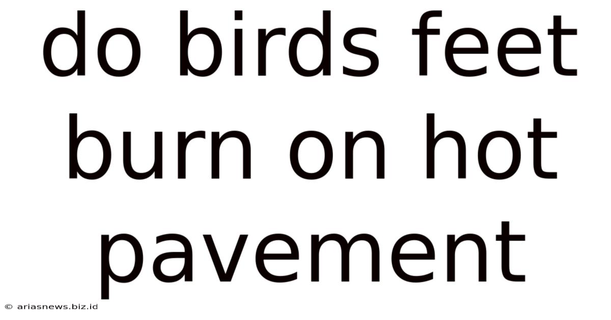 Do Birds Feet Burn On Hot Pavement