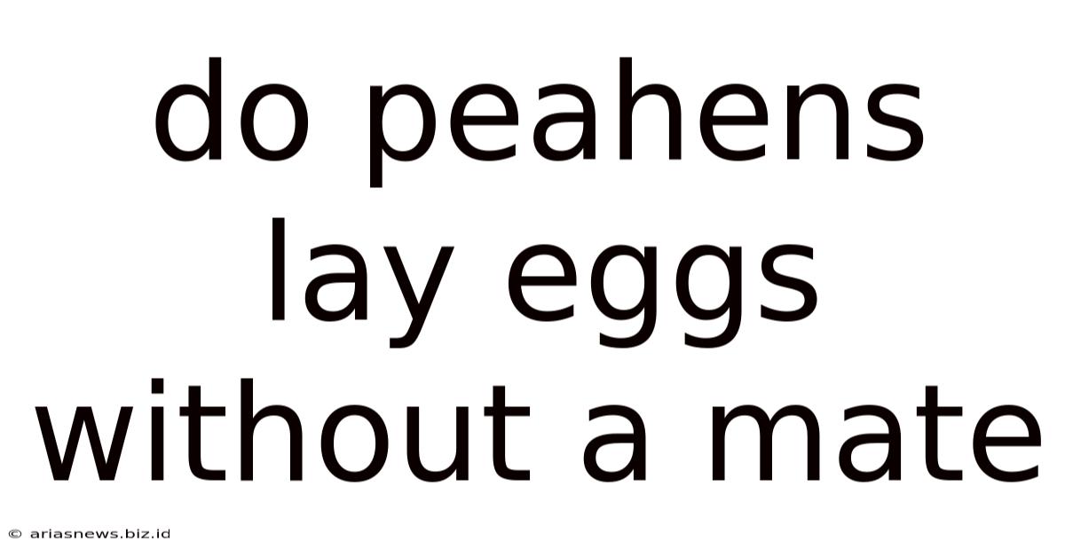 Do Peahens Lay Eggs Without A Mate