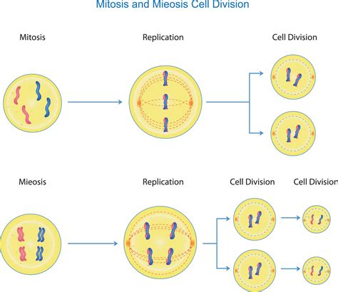 How Are Mitosis And Meiosis Similar Apex