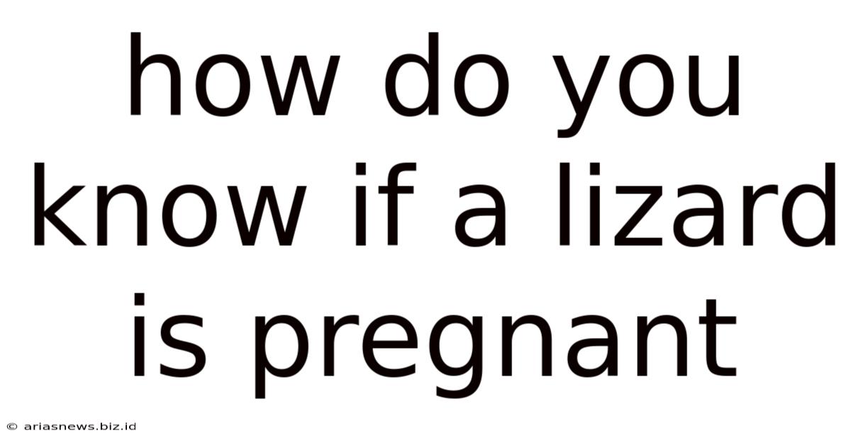 How Do You Know If A Lizard Is Pregnant