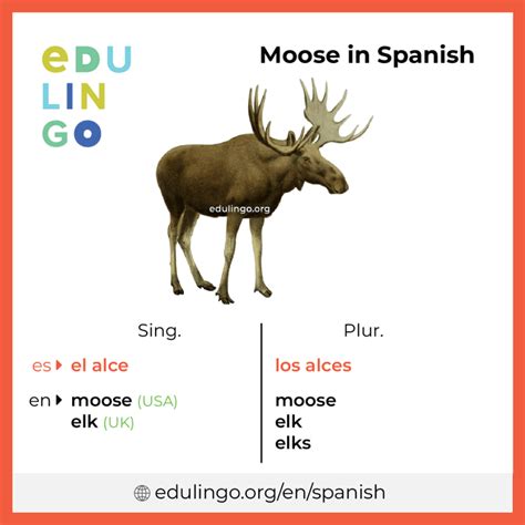 How Do You Say Moose In Spanish