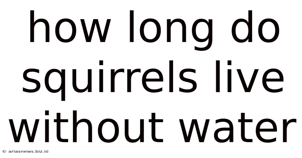 How Long Do Squirrels Live Without Water