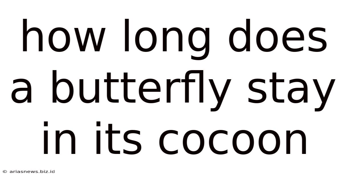 How Long Does A Butterfly Stay In Its Cocoon