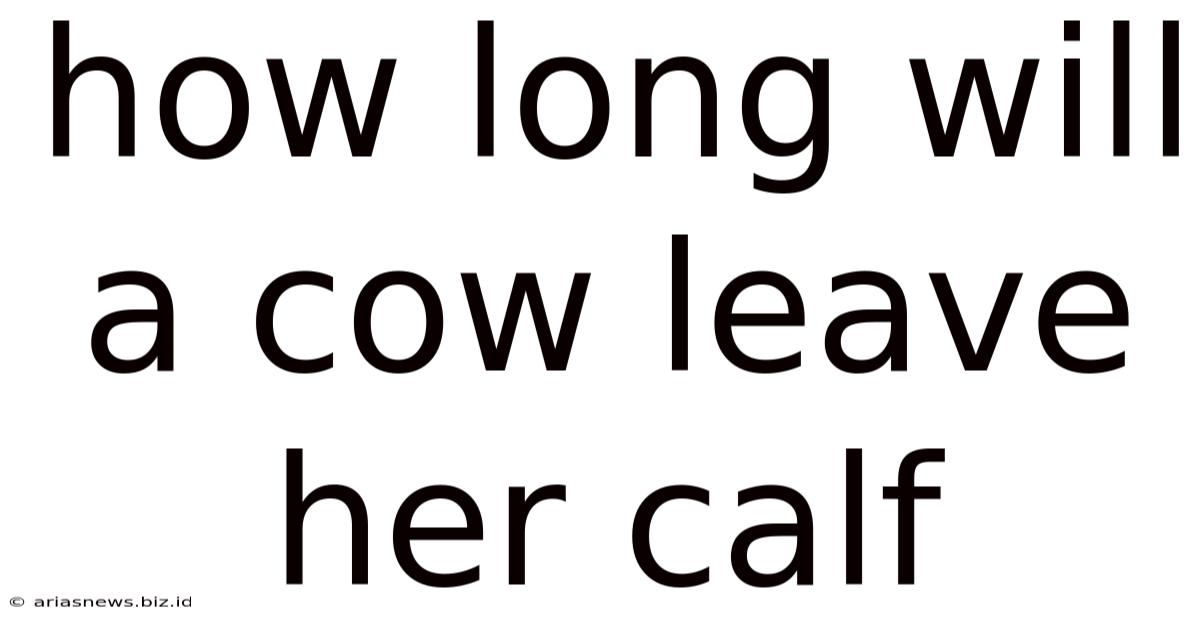 How Long Will A Cow Leave Her Calf