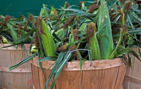 How Many Bushels Of Corn In A Ton