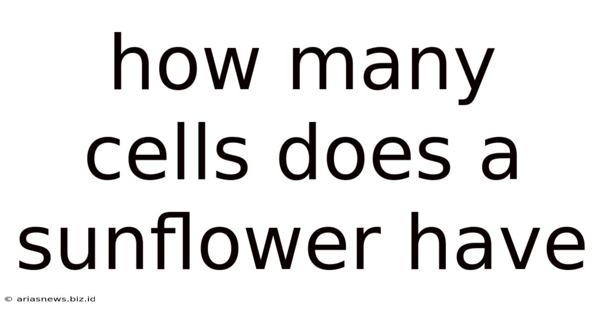 How Many Cells Does A Sunflower Have