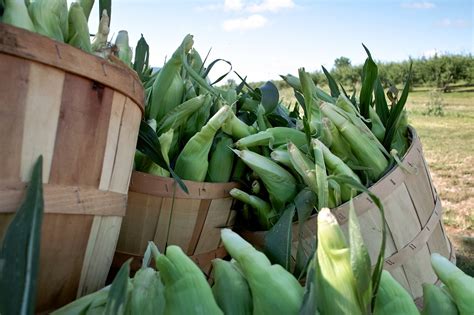 How Many Cobs Of Corn In A Bushel