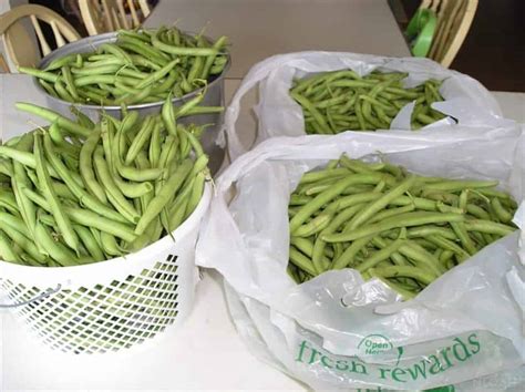 How Many Cups Of Green Beans Are In One Can