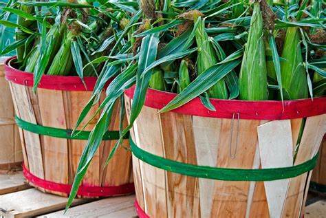 How Many Ears Of Corn In Bushel