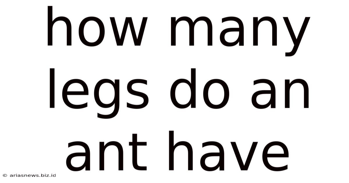 How Many Legs Do An Ant Have