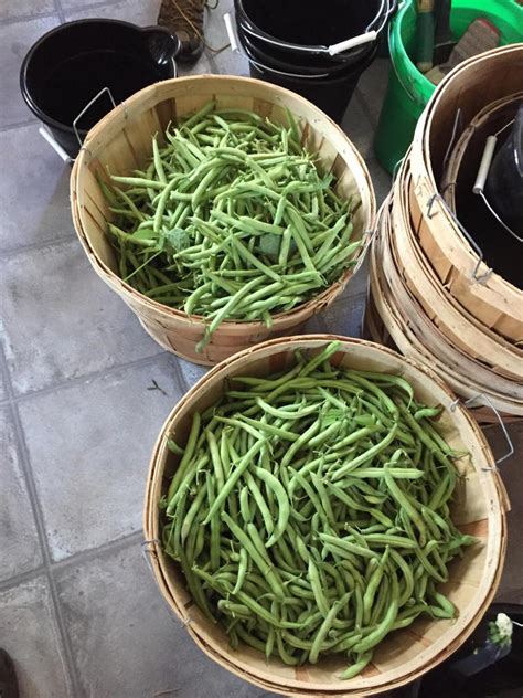 How Many Pounds Green Beans In A Bushel