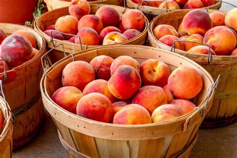 How Many Pounds Of Peaches In A Bushel