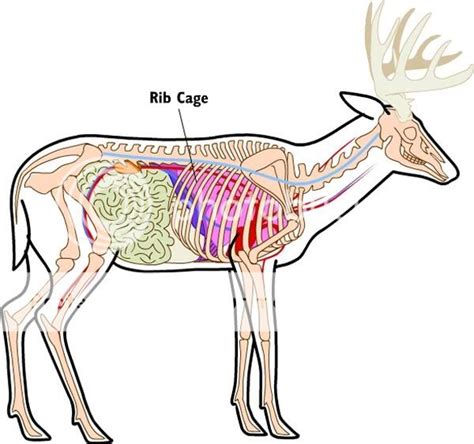 How Many Ribs Does A Deer Have