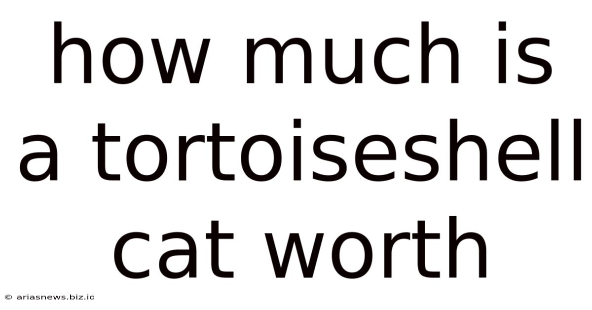 How Much Is A Tortoiseshell Cat Worth