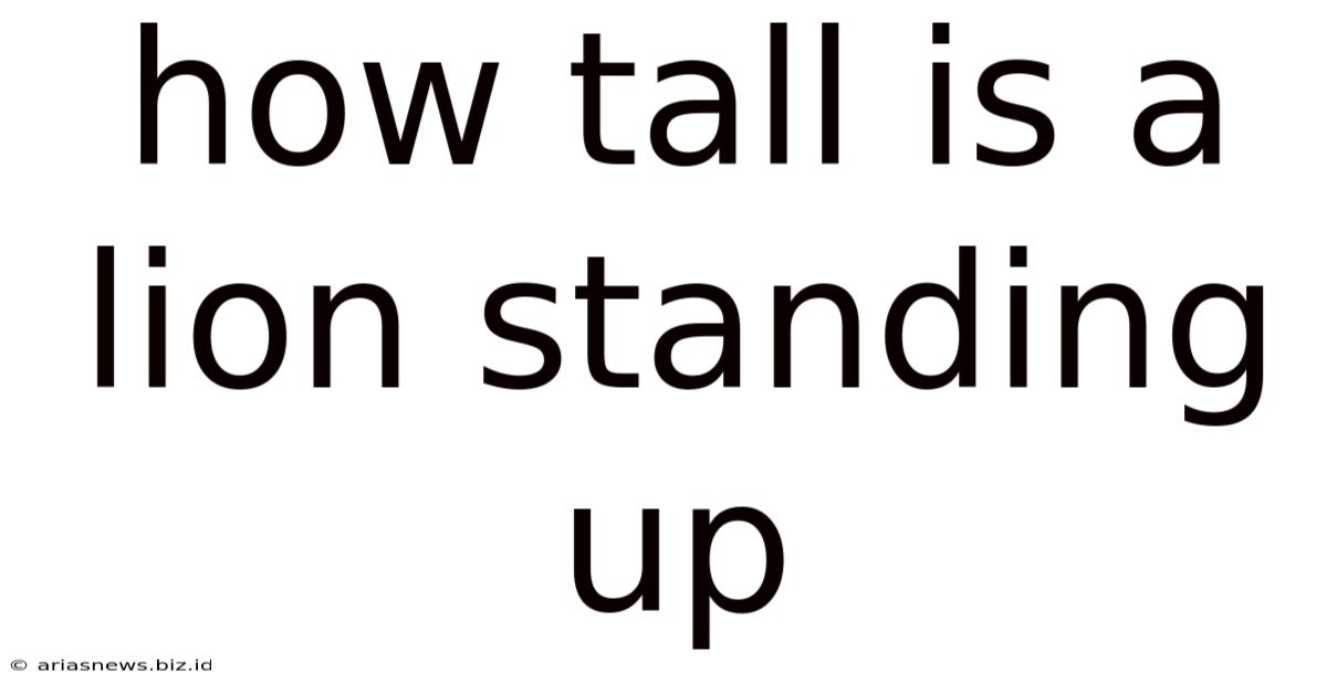 How Tall Is A Lion Standing Up