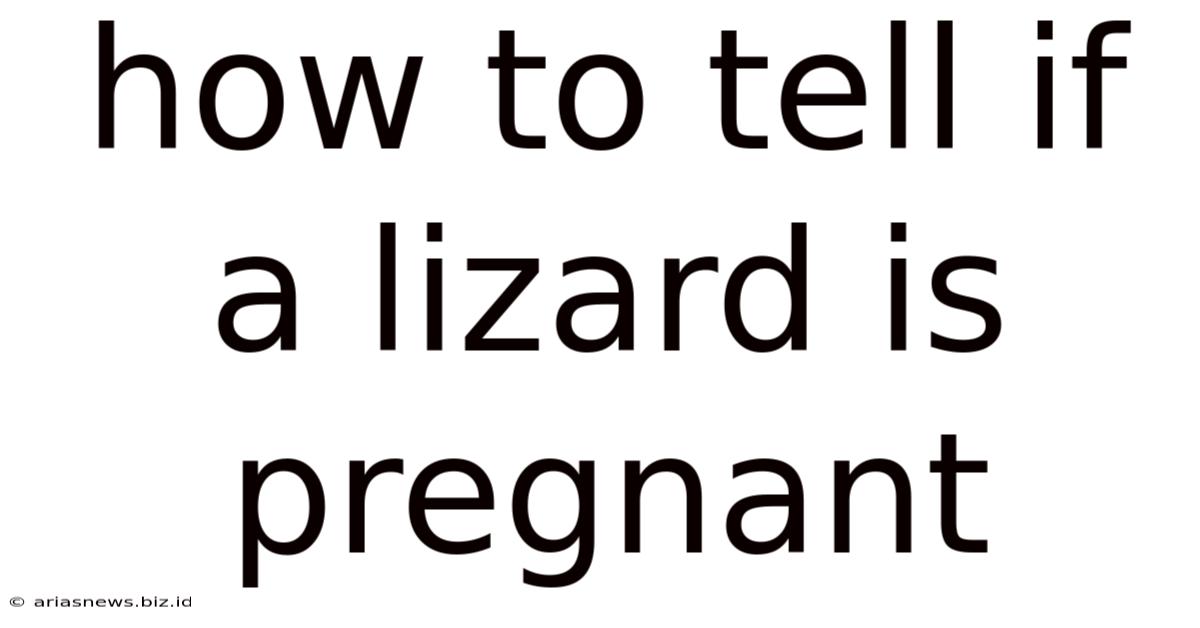 How To Tell If A Lizard Is Pregnant
