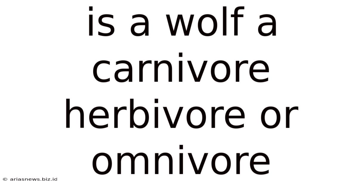 Is A Wolf A Carnivore Herbivore Or Omnivore