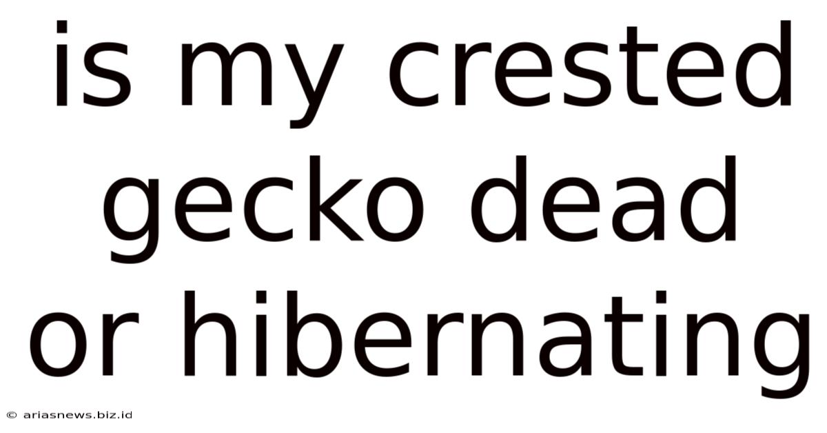 Is My Crested Gecko Dead Or Hibernating