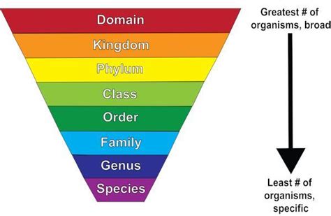 List The Classification Levels From Broadest To Most Specific