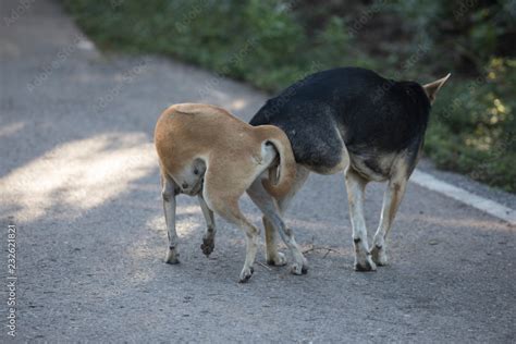 Man Having Sex With A Female Dog