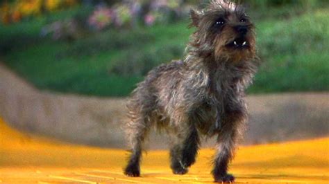 Name Of The Dog In The Wizard Of Oz