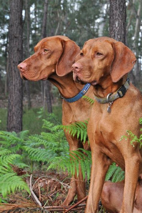 Names Of Dogs In Where The Red Fern Grows