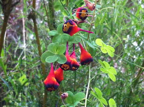 Passion Flower Adaptations In The Tropical Rainforest