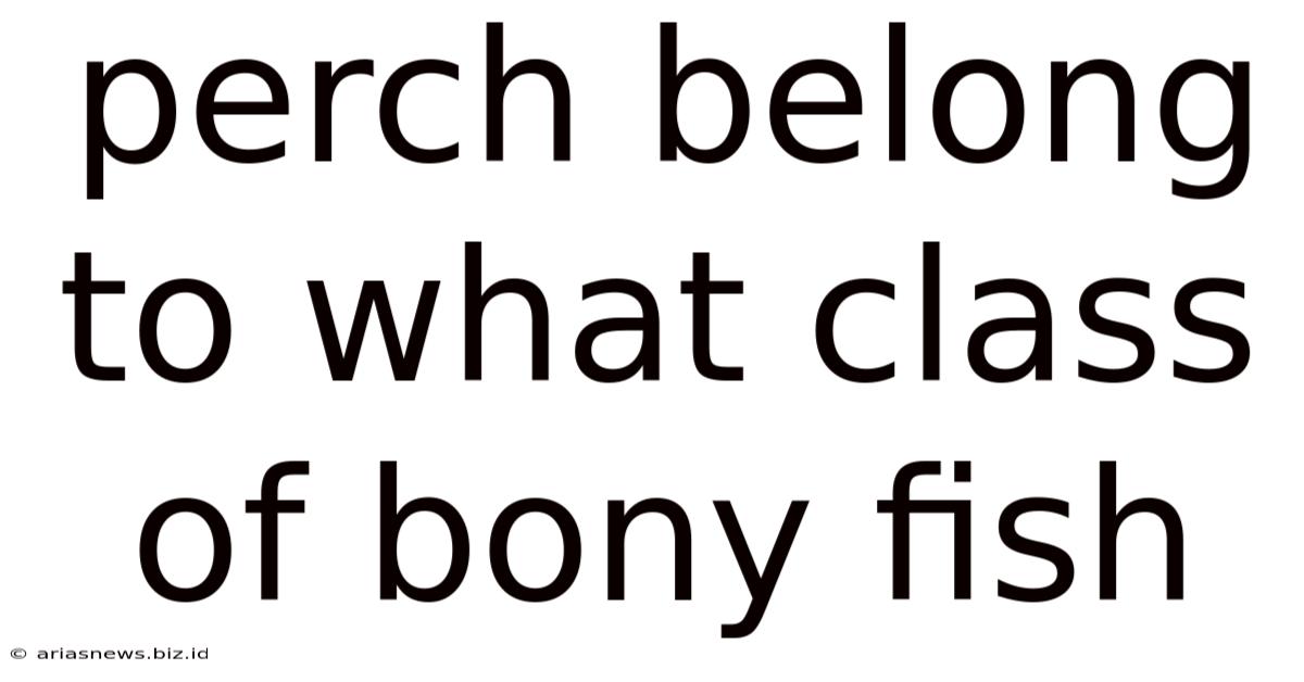 Perch Belong To What Class Of Bony Fish