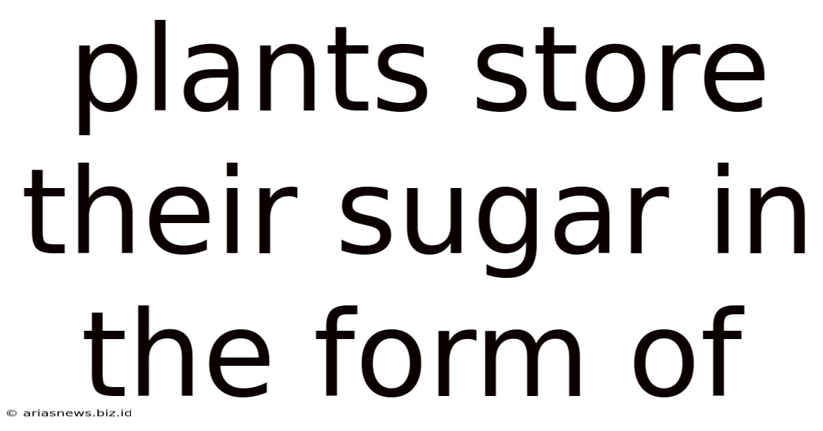 Plants Store Their Sugar In The Form Of