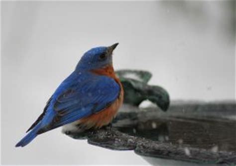 There's A Bluebird On My Shoulder Can I Kill It