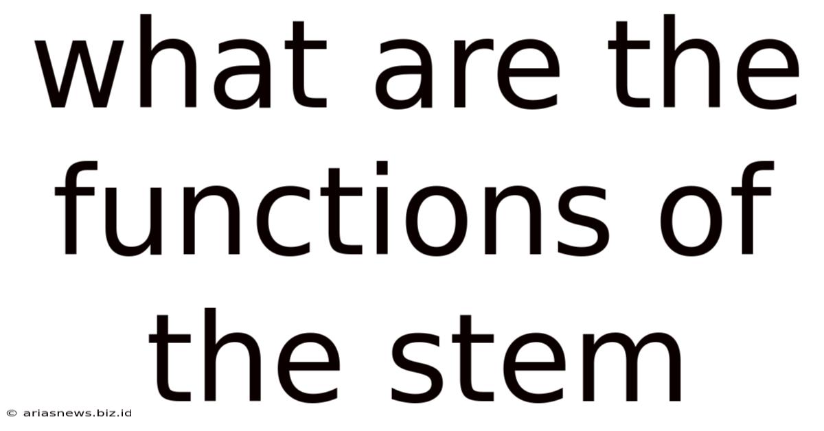 What Are The Functions Of The Stem