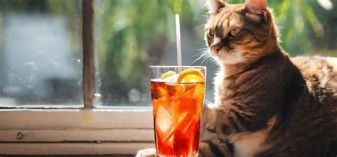 What Do Cats Put In Soft Drinks