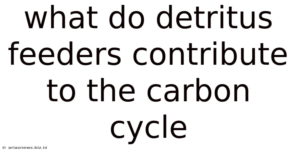 What Do Detritus Feeders Contribute To The Carbon Cycle