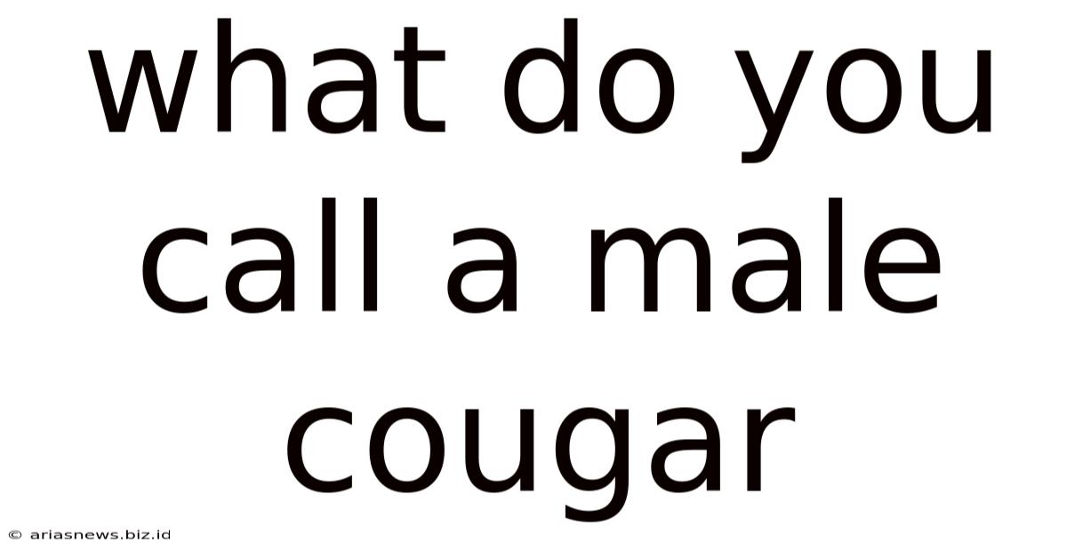 What Do You Call A Male Cougar