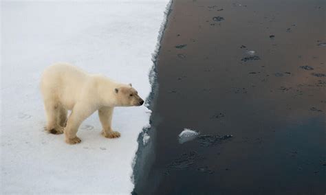 What Do You Say To A Misbehaving Polar Bear