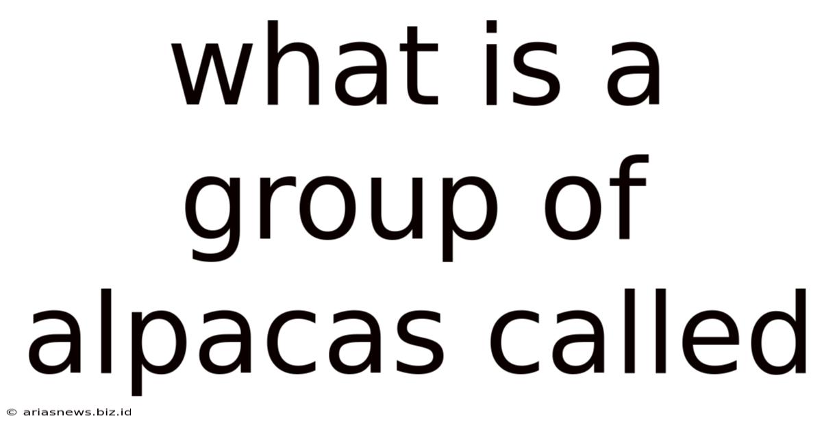 What Is A Group Of Alpacas Called