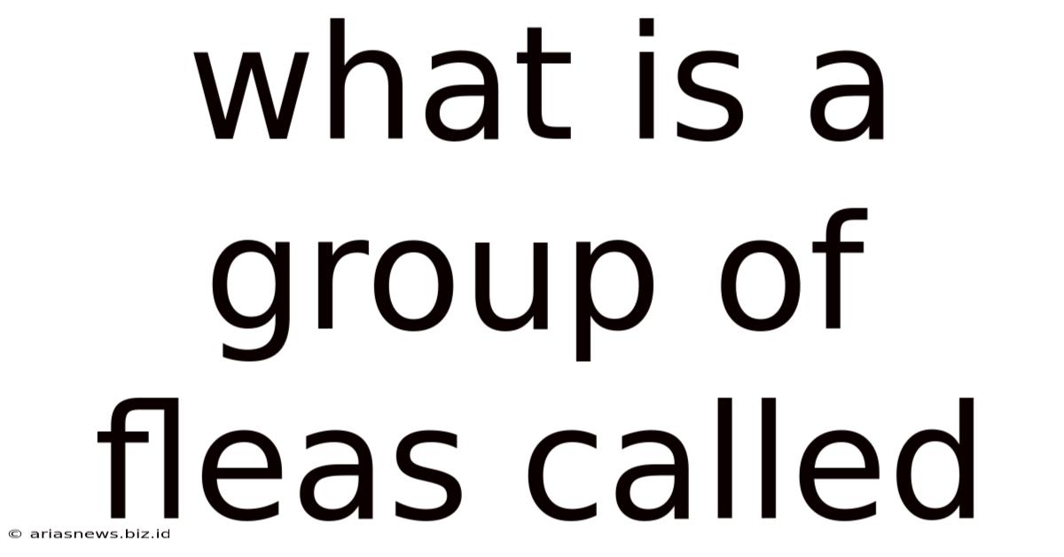 What Is A Group Of Fleas Called