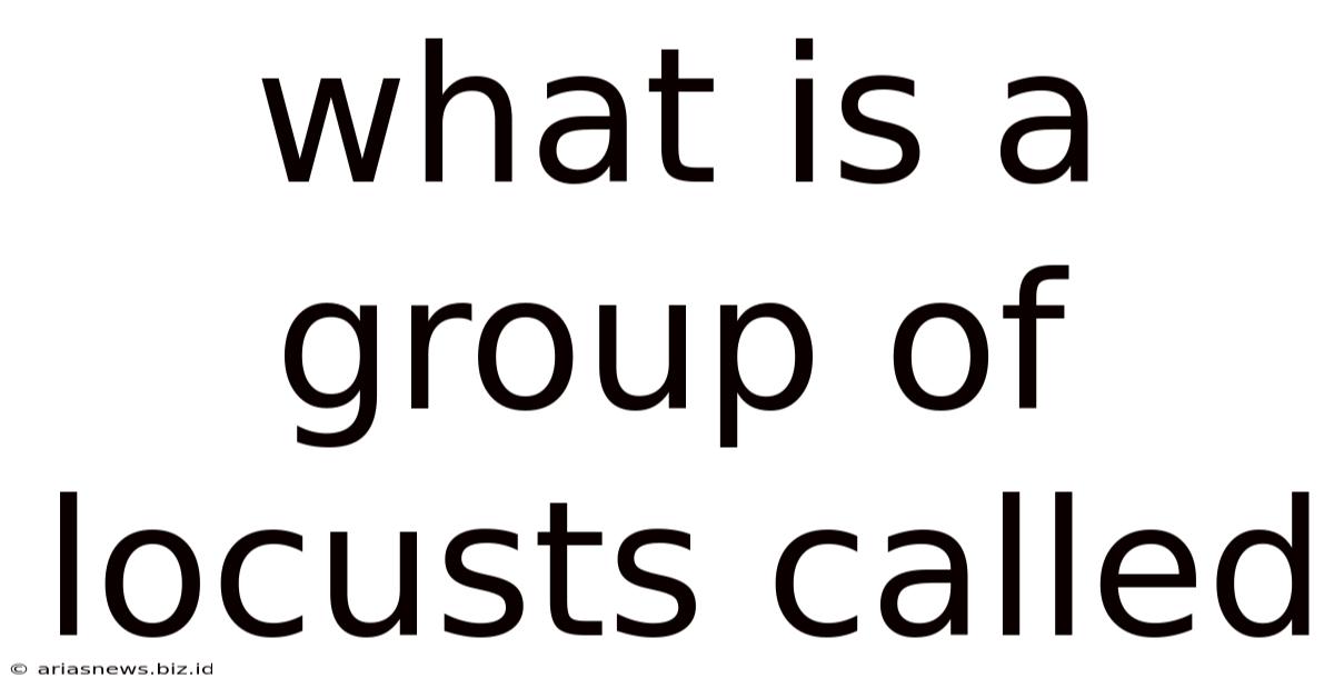 What Is A Group Of Locusts Called