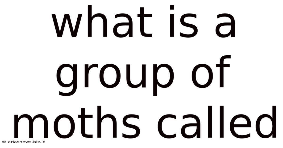 What Is A Group Of Moths Called