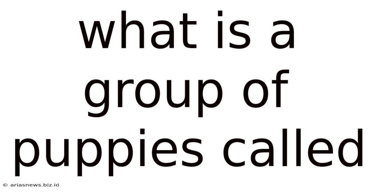 What Is A Group Of Puppies Called